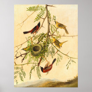 Orchard Oriole - Joseph Kidd Poster