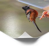 Orchard Oriole Männliche am Feeder Fotodruck (Ecke)