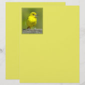 Orchard Oriole - Original Foto (Vorne/Hinten)