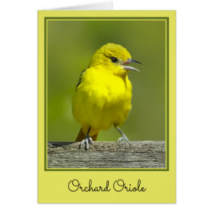 Orchard Oriole - Original Foto