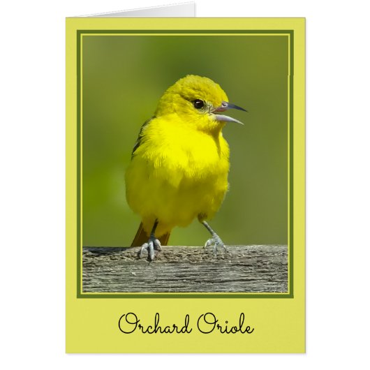Orchard Oriole - Original Foto (Vorne)