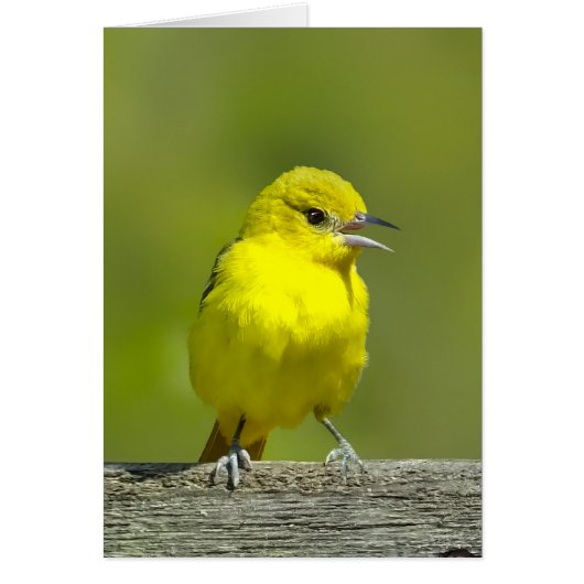 Orchard Oriole - Original Foto (Vorne)