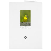 Orchard Oriole - Original Foto (Hinten)