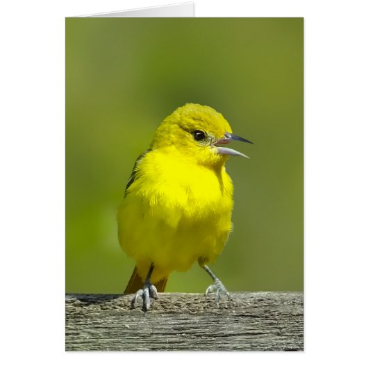Orchard Oriole - Original Foto (Vorne)