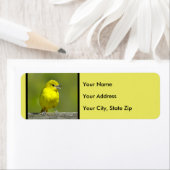 Orchard Oriole - Original Foto (Insitu)