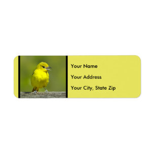 Orchard Oriole - Original Foto