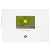 Orchard Oriole - Original Foto (Rückseite Horizontal)