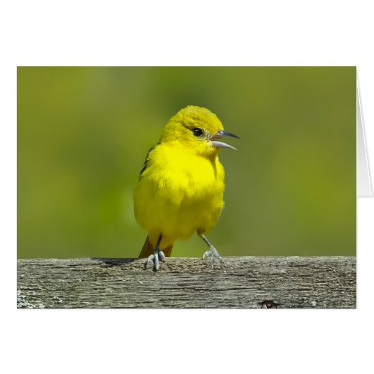 Orchard Oriole - Original Foto (Vorderseite (Horizontal))