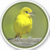 Orchard Oriole - Original Foto Aufkleber (Vorderseite)