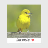 Orchard Oriole - Original Foto Aufkleber (Blatt)