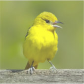 Orchard Oriole - Original Foto Aufkleber (Vorderseite)