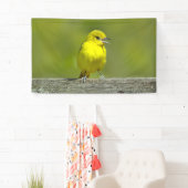 Orchard Oriole - Original Foto Banner (Insitu)