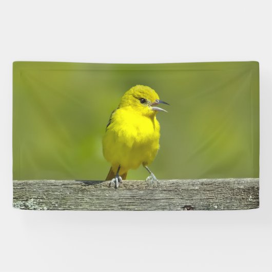 Orchard Oriole - Original Foto Banner (Horizontal)
