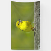 Orchard Oriole - Original Foto Banner (Vertikal)