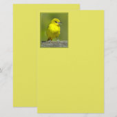 Orchard Oriole - Original Foto Briefpapier (Vorne/Hinten)