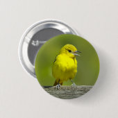 Orchard Oriole - Original Foto Button (Vorne & Hinten)