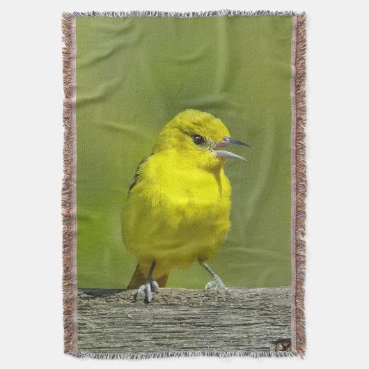 Orchard Oriole - Original Foto Decke (Vorderseite Vertikal)