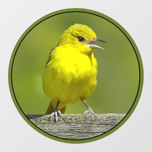 Orchard Oriole - Original Foto Fensteraufkleber (Blatt)