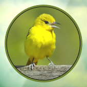 Orchard Oriole - Original Foto Fensteraufkleber (Blatt 3)