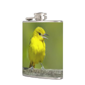 Orchard Oriole - Original Foto Flachmann (Links)