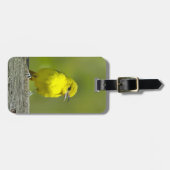 Orchard Oriole - Original Foto Gepäckanhänger (Vorderseite horizontal)