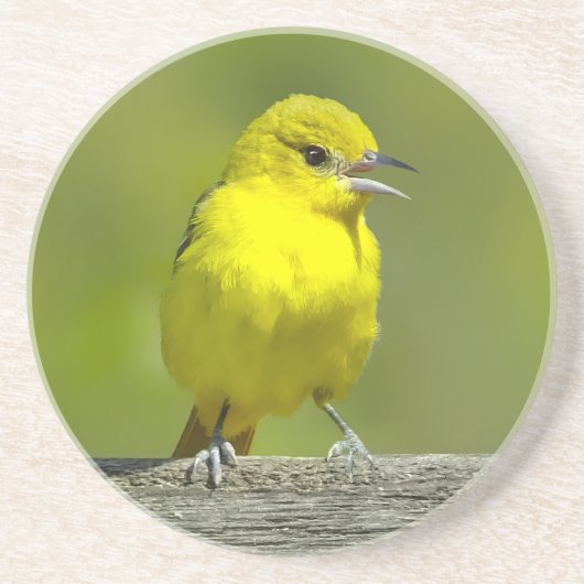 Orchard Oriole - Original Foto Getränkeuntersetzer (Vorne)