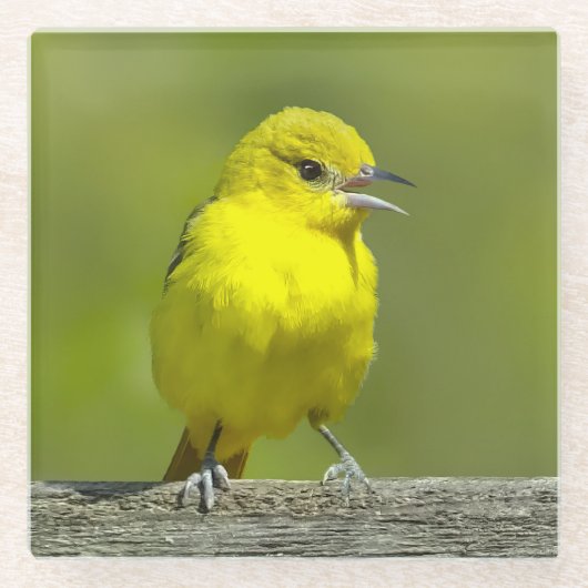 Orchard Oriole - Original Foto Glasuntersetzer (Vorderseite)