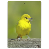 Orchard Oriole - Original Foto Klemmbrett (Rückseite)
