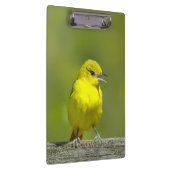Orchard Oriole - Original Foto Klemmbrett (Rechts)