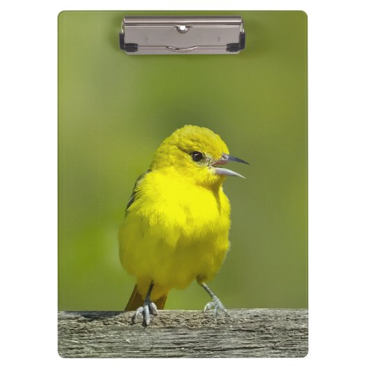 Orchard Oriole - Original Foto Klemmbrett (Vorderseite)