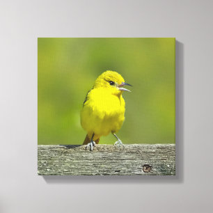 Orchard Oriole - Original Foto Leinwanddruck