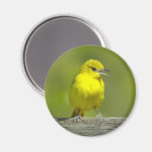 Orchard Oriole - Original Foto Magnet (Vorderseite/Rückseite)