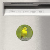 Orchard Oriole - Original Foto Magnet (In Situ (Geschirrspüler))