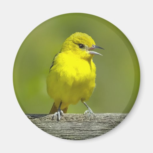 Orchard Oriole - Original Foto Magnet (Vorne)