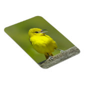 Orchard Oriole - Original Foto Magnet (Rechte Seite)