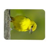 Orchard Oriole - Original Foto Magnet (Horizontal)