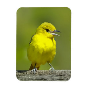 Orchard Oriole - Original Foto Magnet