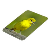 Orchard Oriole - Original Foto Magnet (Linke Seite)