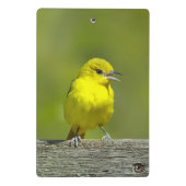 Orchard Oriole - Original Foto Mini Klemmbrett (Rückseite)