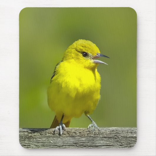 Orchard Oriole - Original Foto Mousepad (Vorne)