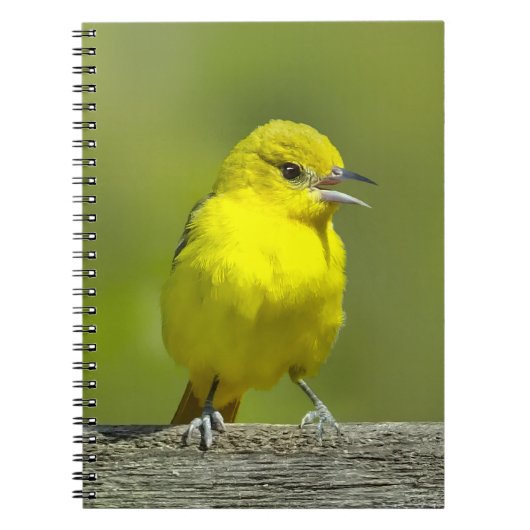 Orchard Oriole - Original Foto Notizblock (Vorderseite)