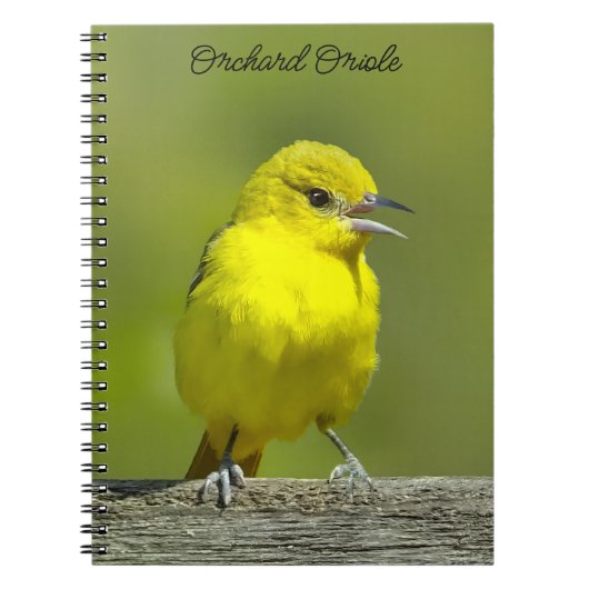 Orchard Oriole - Original Foto Notizblock (Vorderseite)