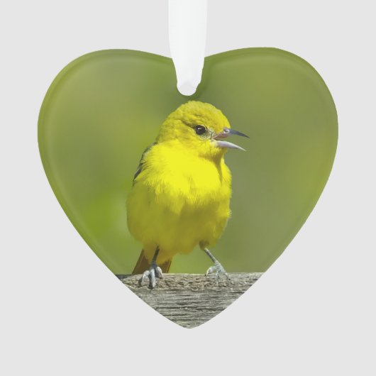 Orchard Oriole - Original Foto Ornament (Vorderseite)