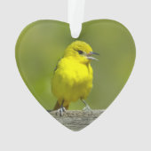 Orchard Oriole - Original Foto Ornament (Rückseite)