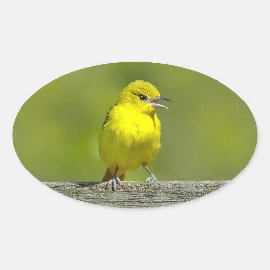 Orchard Oriole - Original Foto Ovaler Aufkleber (Vorderseite)
