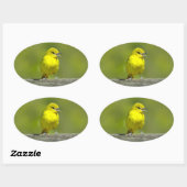 Orchard Oriole - Original Foto Ovaler Aufkleber (Blatt)