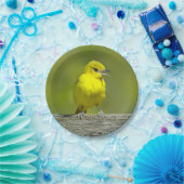 Orchard Oriole - Original Foto Pappteller (Party)