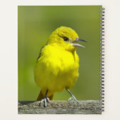Orchard Oriole - Original Foto Planer (Rückseite)