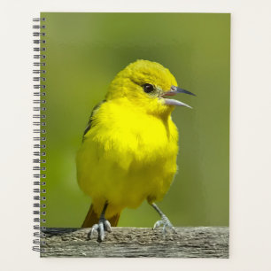 Orchard Oriole - Original Foto Planer