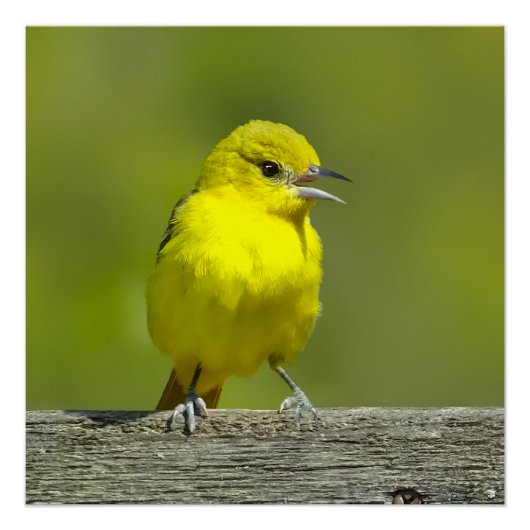 Orchard Oriole - Original Foto Poster (Vorderseite)